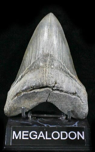 Lower Megalodon Tooth - Morgan River #24388
